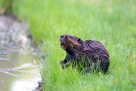 Aquatic cute nature