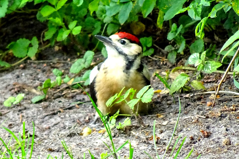 Grote bonte specht1