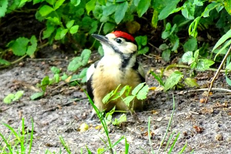 Grote bonte specht1