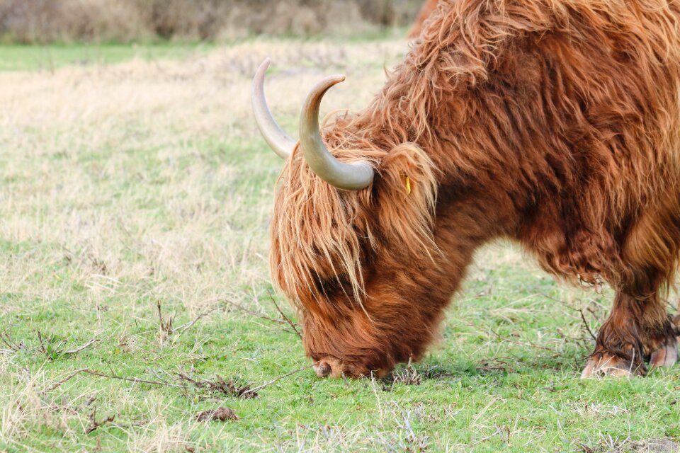Bovine species mammal cows