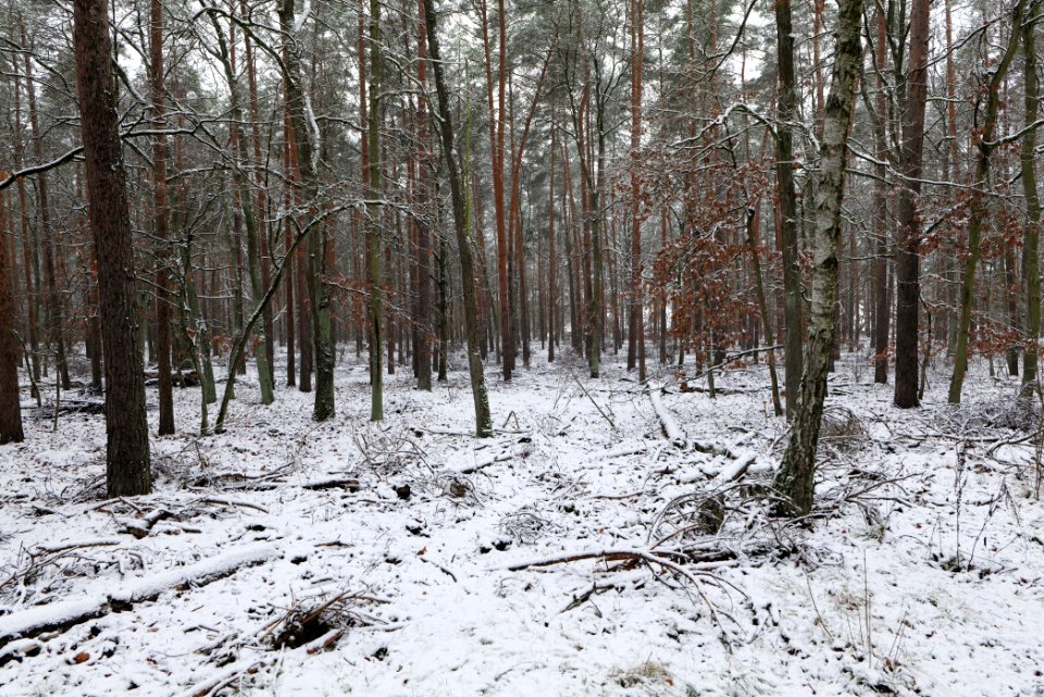 Grunewald with snow 2021-01-03 11