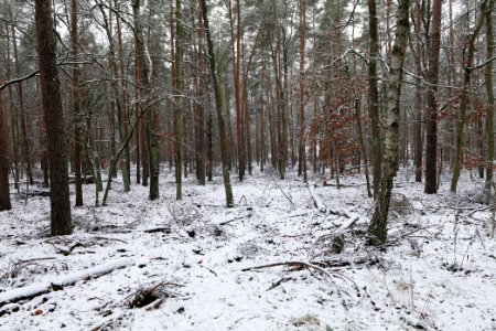 Grunewald with snow 2021-01-03 11