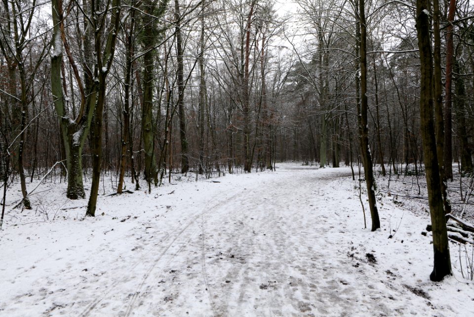 Grunewald with snow 2021-01-03 07