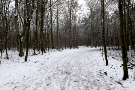 Grunewald with snow 2021-01-03 07
