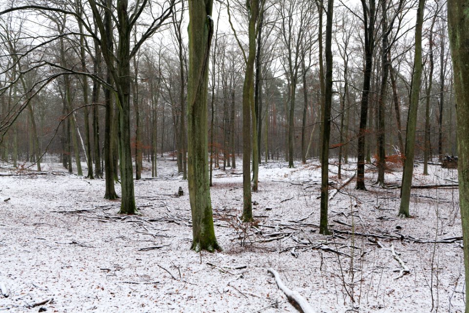 Grunewald with snow 2021-01-03 43