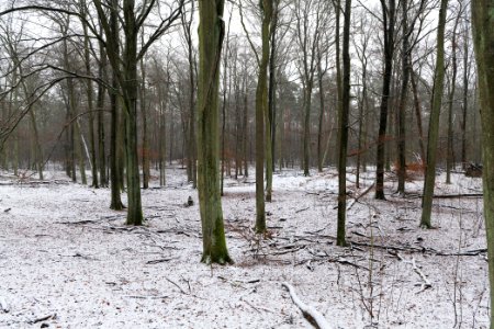 Grunewald with snow 2021-01-03 43