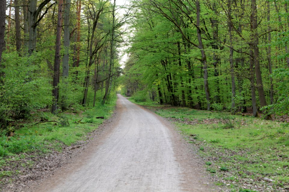 Grunewald 2021-05-10 89
