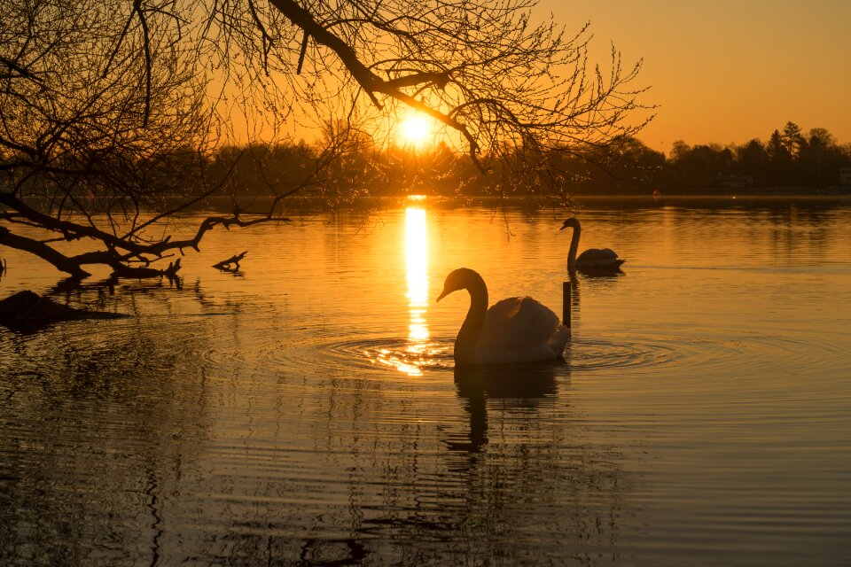 Water bird bird white