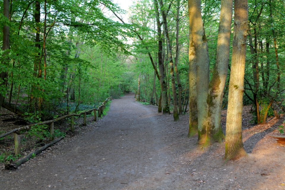 Grunewald 2021-05-10 94