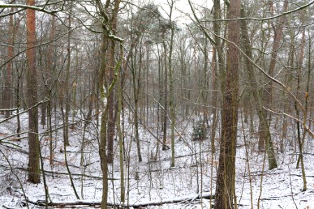 Grunewald with snow 2021-01-03 03