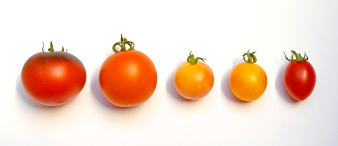 Nachtschattengewächs tomato fruit red