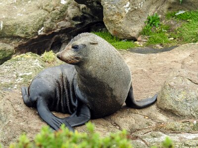 Seal marine mammals meeresbewohner