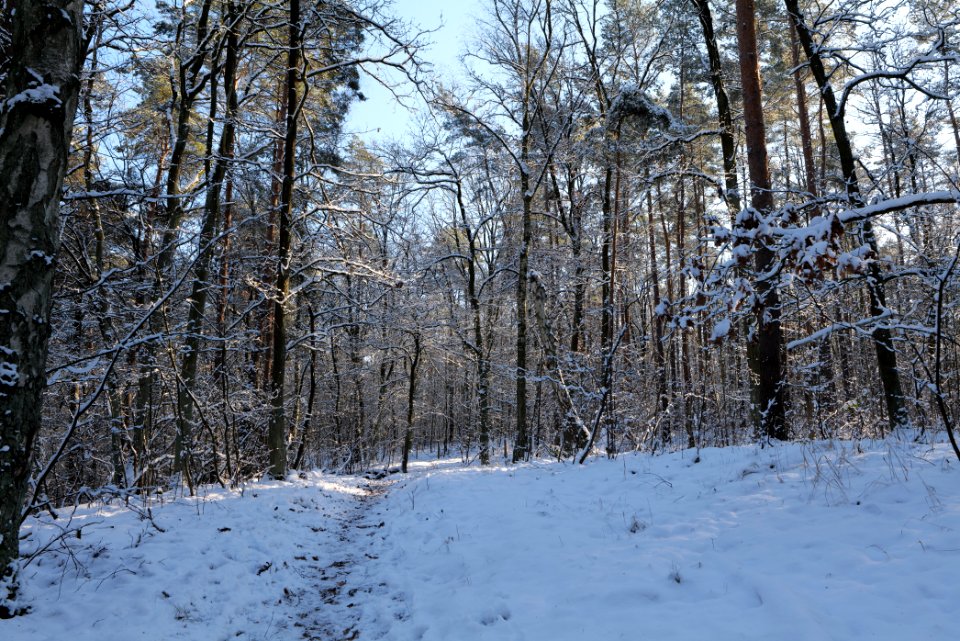 Grunewald with snow 2021-01-31 100
