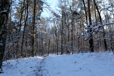 Grunewald with snow 2021-01-31 100