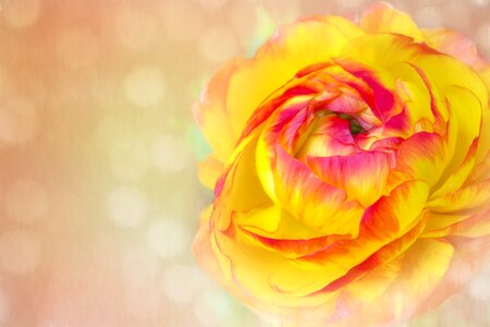 Bloom ranunculus petals