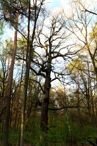Grunewald 2021-05-10 81