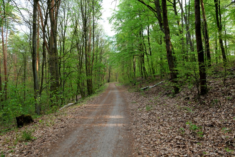 Grunewald 2021-05-10 50