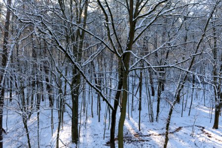 Grunewald with snow 2021-01-31 108