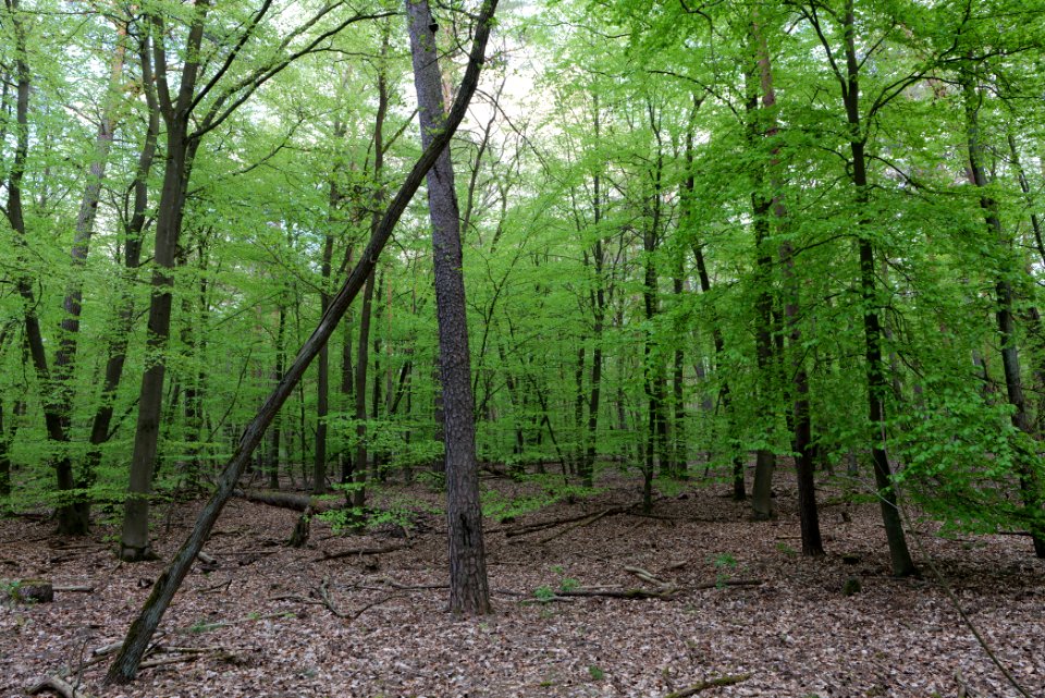 Grunewald 2021-05-10 72