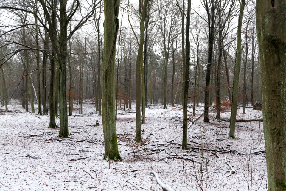 Grunewald with snow 2021-01-03 42