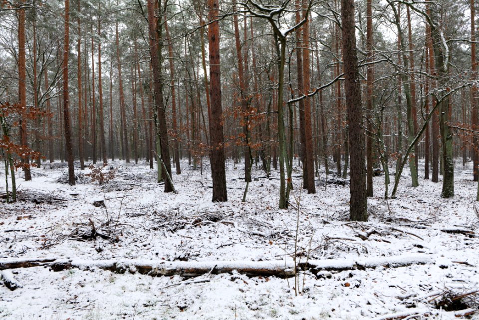 Grunewald with snow 2021-01-03 12