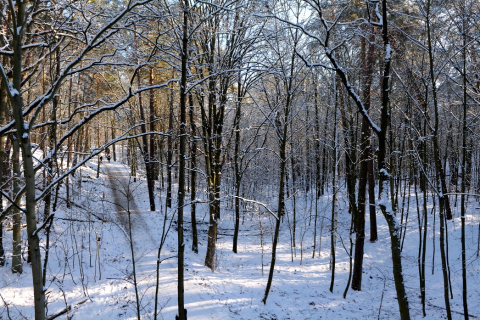 Grunewald with snow 2021-01-31 104