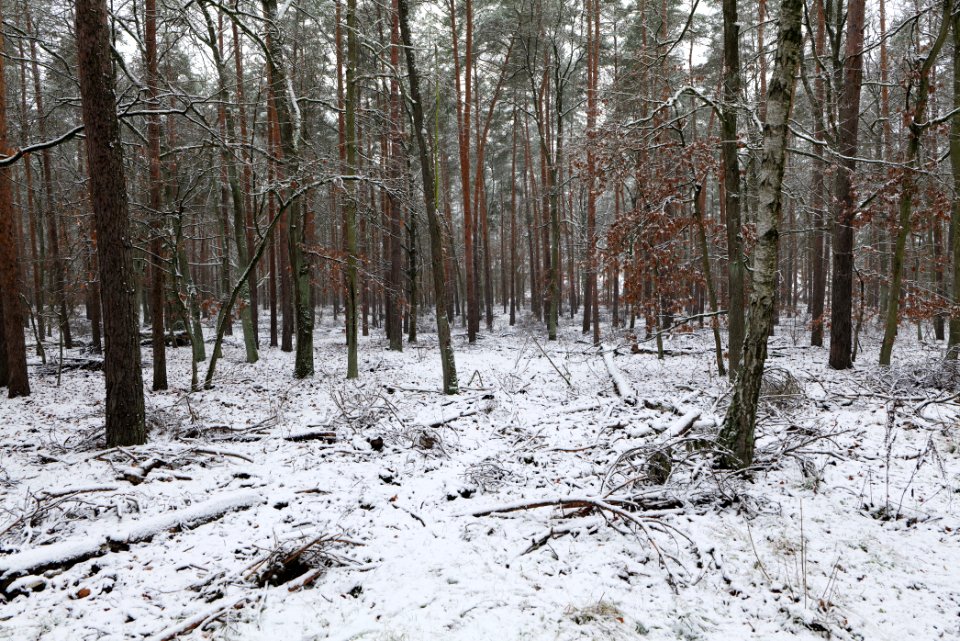 Grunewald with snow 2021-01-03 10