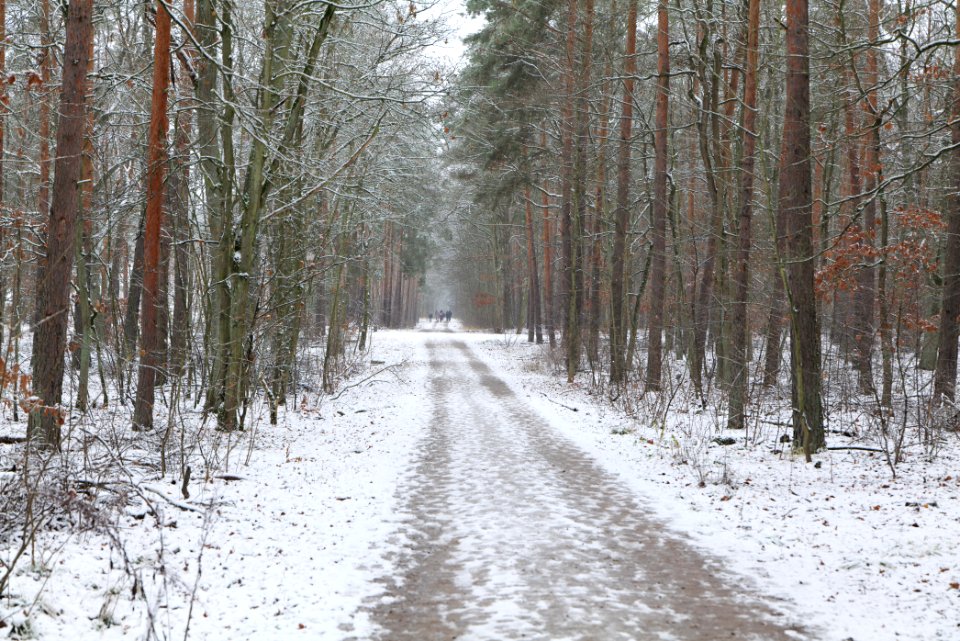 Grunewald with snow 2021-01-03 14