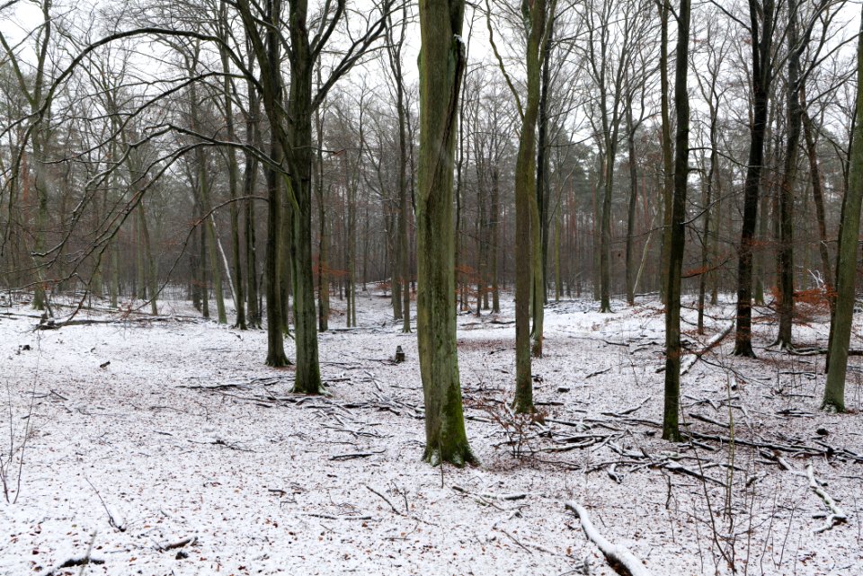 Grunewald with snow 2021-01-03 39