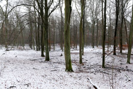 Grunewald with snow 2021-01-03 39