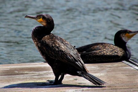 Wildlife animal black photo