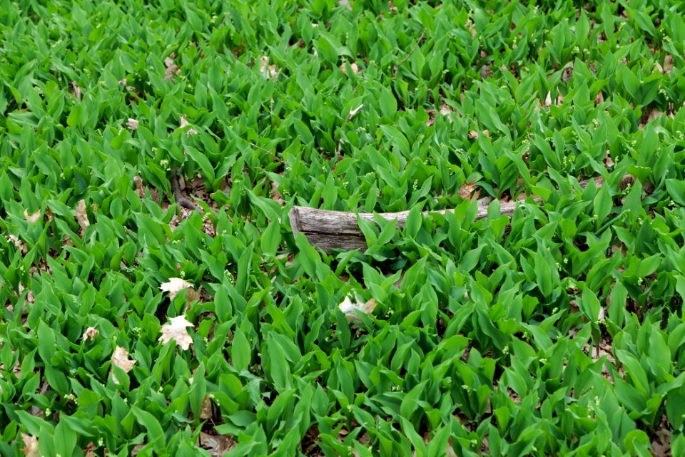 Grunewald 2021-05-10 30