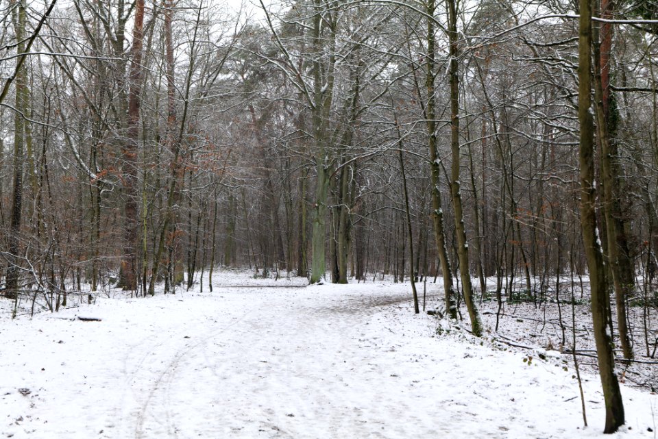 Grunewald with snow 2021-01-03 09