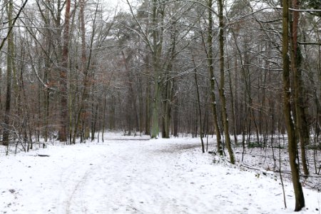 Grunewald with snow 2021-01-03 09