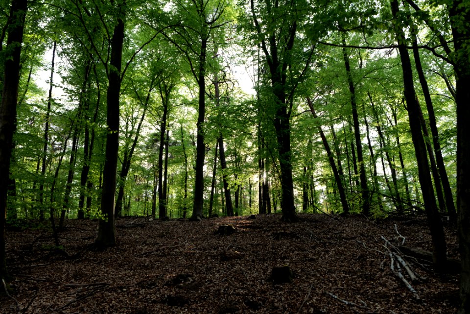 Grunewald 2021-05-10 47