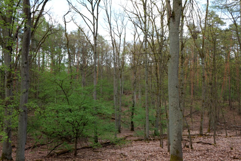 Grunewald 2021-05-10 37