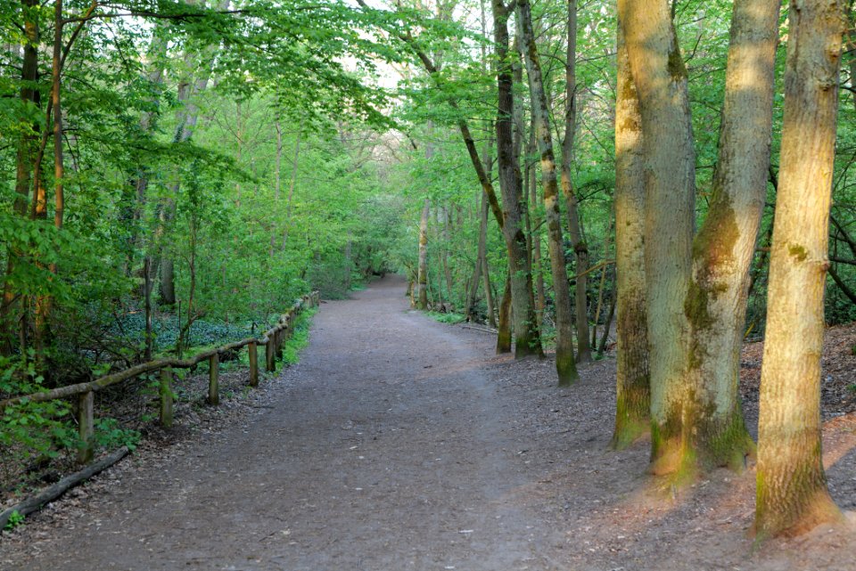 Grunewald 2021-05-10 92