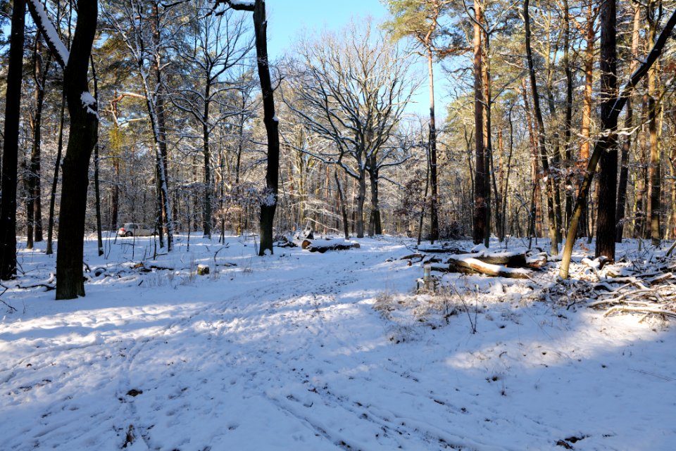 Grunewald with snow 2021-01-31 08
