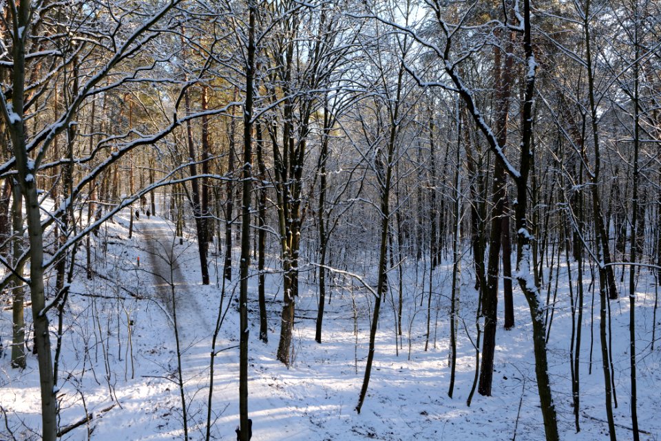 Grunewald with snow 2021-01-31 105