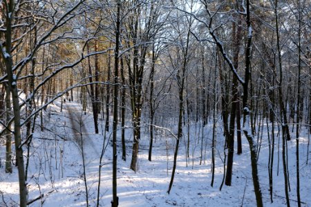 Grunewald with snow 2021-01-31 105