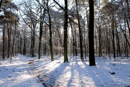 Grunewald with snow 2021-01-31 07