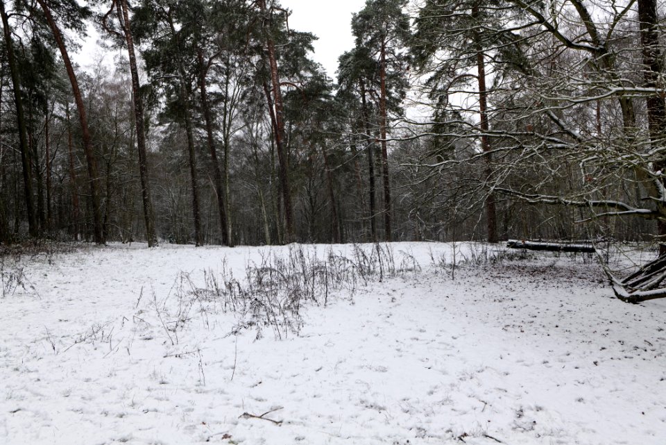 Grunewald with snow 2021-01-03 01