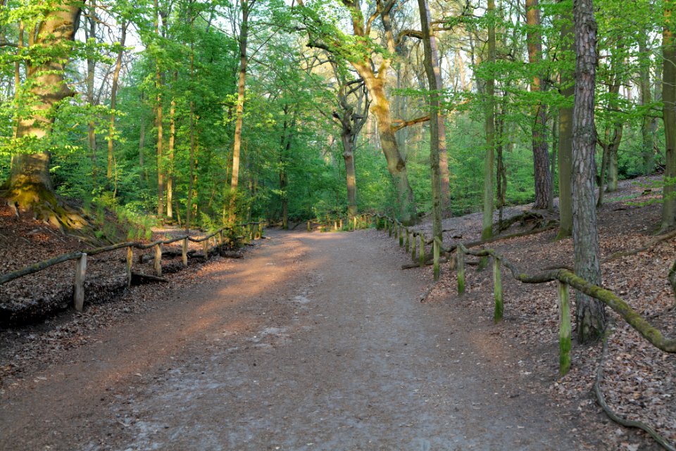Grunewald 2021-05-10 91