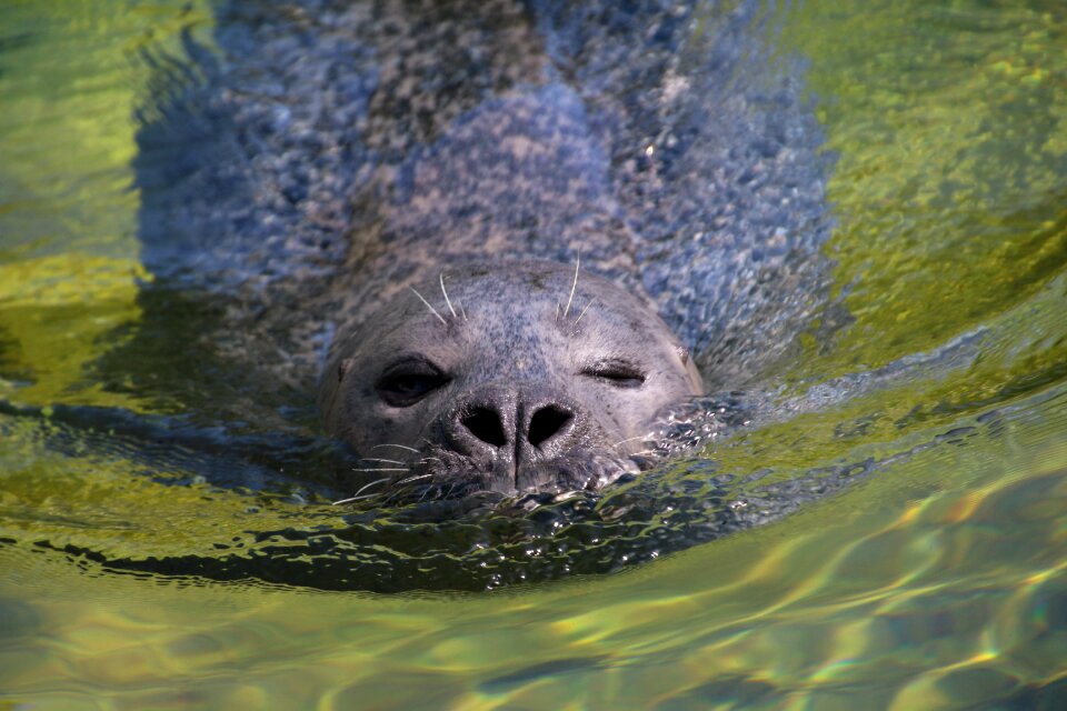 Water meeresbewohner mammal
