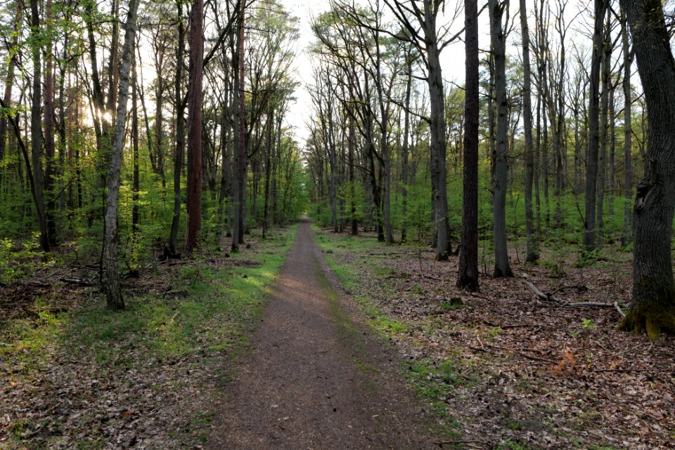 Grunewald 2021-05-10 84