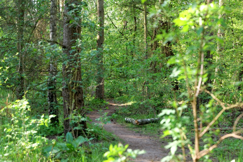 Grunewald 2021-05-10 17