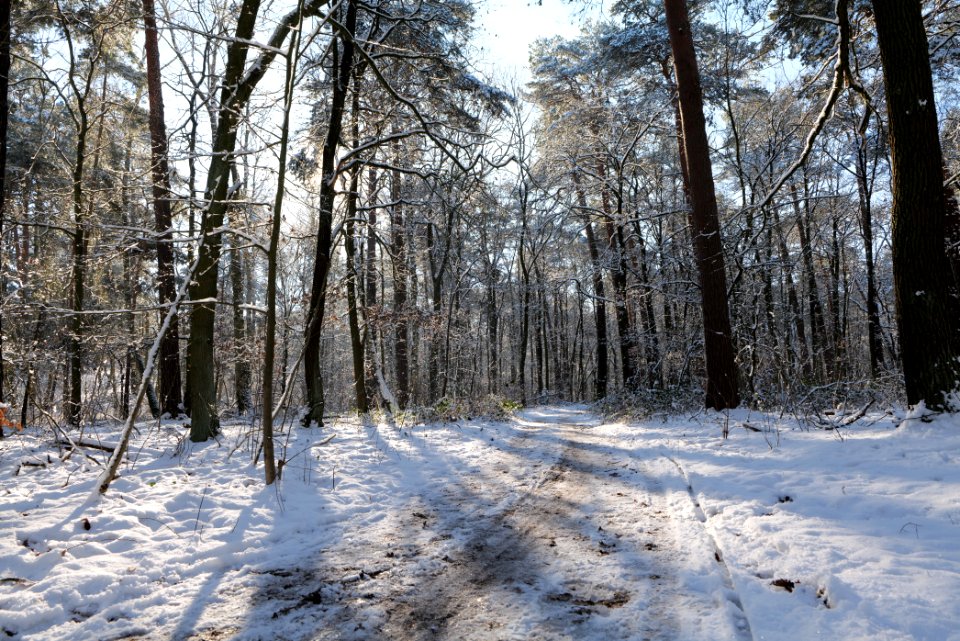 Grunewald with snow 2021-01-31 09