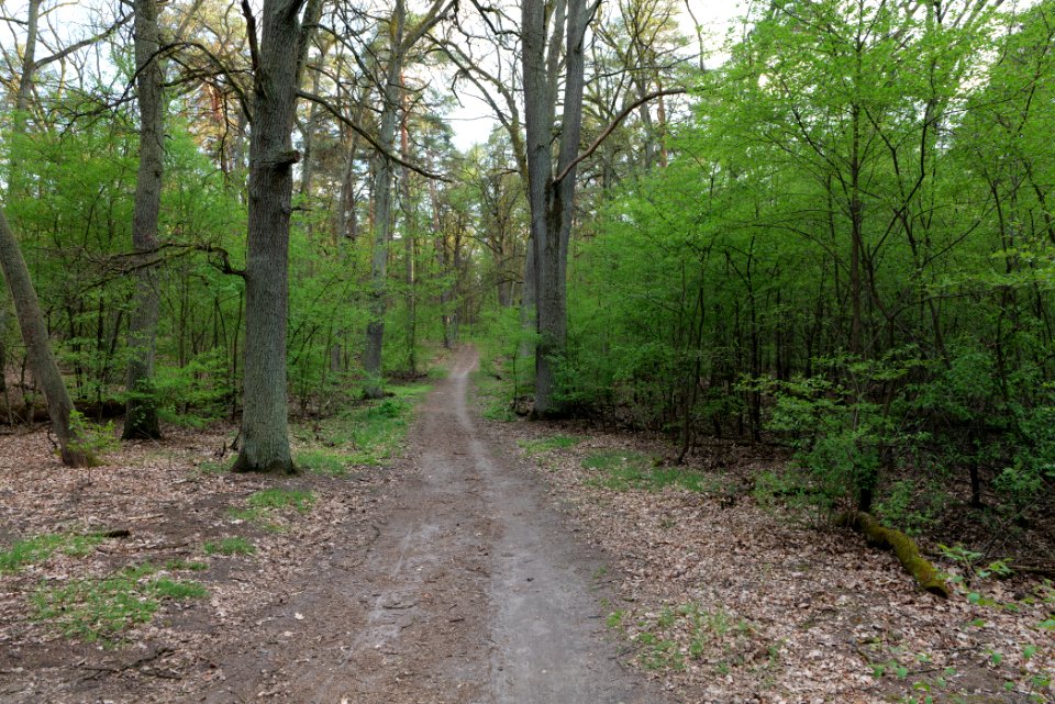 Grunewald 2021-05-10 79
