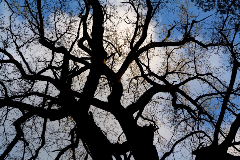Grunewald 2021-05-10 82