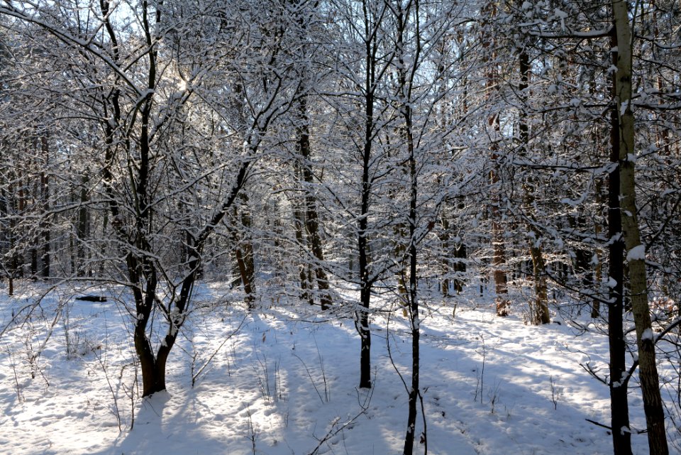 Grunewald with snow 2021-01-31 54